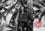 Image 8e Groupe de chasse Morotai Île de l'Indonésie, 1944, de la seconde 47 séquences d'archives historiques vidéo 65675068813