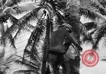Image 8e Groupe de chasse Morotai Île de l'Indonésie, 1944, de la seconde 49 séquences d'archives historiques vidéo 65675068813