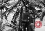 Image 8e Groupe de chasse Morotai Île de l'Indonésie, 1944, de la seconde 50 séquences d'archives historiques vidéo 65675068813