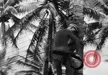Image 8e Groupe de chasse Morotai Île de l'Indonésie, 1944, de la seconde 51 séquences d'archives historiques vidéo 65675068813