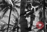 Image 8e Groupe de chasse Morotai Île de l'Indonésie, 1944, de la seconde 53 séquences d'archives historiques vidéo 65675068813