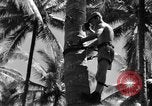 Image 8e Groupe de chasse Morotai Île de l'Indonésie, 1944, de la seconde 54 séquences d'archives historiques vidéo 65675068813
