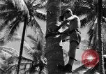 Image 8e Groupe de chasse Morotai Île de l'Indonésie, 1944, de la seconde 56 séquences d'archives historiques vidéo 65675068813