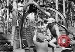Image 8e Groupe de chasse Morotai Île de l'Indonésie, 1944, de la seconde 12 séquences d'archives historiques vidéo 65675068814