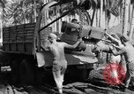 Image 8e Groupe de chasse Morotai Île de l'Indonésie, 1944, de la seconde 48 séquences d'archives historiques vidéo 65675068814