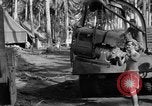 Image 8e Groupe de chasse Morotai Île de l'Indonésie, 1944, de la seconde 52 séquences d'archives historiques vidéo 65675068814