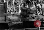 Image 8e Groupe de chasse Morotai Île de l'Indonésie, 1944, de la seconde 53 séquences d'archives historiques vidéo 65675068814