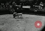 Image Pour l'école matadors Caracas venezuela, 1955, de la seconde 20 séquences d'archives historiques vidéo 65675068829