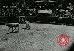 Image Pour l'école matadors Caracas venezuela, 1955, de la seconde 21 séquences d'archives historiques vidéo 65675068829
