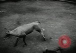 Image Pour l'école matadors Caracas venezuela, 1955, de la seconde 31 séquences d'archives historiques vidéo 65675068829