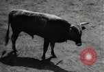 Image Pour l'école matadors Caracas venezuela, 1955, de la seconde 43 séquences d'archives historiques vidéo 65675068829