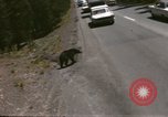 Standbild 1960 Ansichten des Yellowstone National Park Jackson Wyoming USA, 1960, aus Sekunde 46 historischem Filmmaterial Videoclip 65675068833
