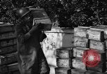 Standbild Operation Shingle Italien, 1944, aus Sekunde 9 historischem Filmmaterial Videoclip 65675068844