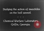 Immagine di Boll curculione esaminati Griffin Georgia USA, 1927, secondo 14 filmato di repertorio 65675068854