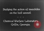 Immagine di Boll curculione esaminati Griffin Georgia USA, 1927, secondo 15 filmato di repertorio 65675068854