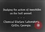 Immagine di Boll curculione esaminati Griffin Georgia USA, 1927, secondo 16 filmato di repertorio 65675068854