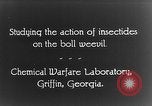 Immagine di Boll curculione esaminati Griffin Georgia USA, 1927, secondo 17 filmato di repertorio 65675068854