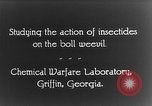 Immagine di Boll curculione esaminati Griffin Georgia USA, 1927, secondo 19 filmato di repertorio 65675068854