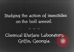Immagine di Boll curculione esaminati Griffin Georgia USA, 1927, secondo 20 filmato di repertorio 65675068854