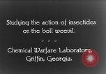 Immagine di Boll curculione esaminati Griffin Georgia USA, 1927, secondo 22 filmato di repertorio 65675068854