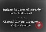 Immagine di Boll curculione esaminati Griffin Georgia USA, 1927, secondo 23 filmato di repertorio 65675068854