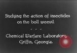 Immagine di Boll curculione esaminati Griffin Georgia USA, 1927, secondo 24 filmato di repertorio 65675068854