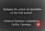 Immagine di Boll curculione esaminati Griffin Georgia USA, 1927, secondo 25 filmato di repertorio 65675068854