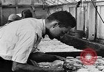 Immagine di Boll curculione esaminati Griffin Georgia USA, 1927, secondo 30 filmato di repertorio 65675068854