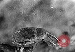 Immagine di Boll curculione esaminati Griffin Georgia USA, 1927, secondo 51 filmato di repertorio 65675068854
