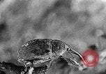 Immagine di Boll curculione esaminati Griffin Georgia USA, 1927, secondo 53 filmato di repertorio 65675068854