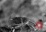Immagine di Boll curculione esaminati Griffin Georgia USA, 1927, secondo 54 filmato di repertorio 65675068854