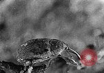 Immagine di Boll curculione esaminati Griffin Georgia USA, 1927, secondo 56 filmato di repertorio 65675068854
