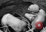 Image of 8th Fighter Group Leyte Philippines, 1944, second 32 stock footage video 65675068915