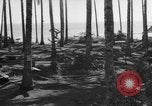 Image of 8th Fighter Group Leyte Philippines, 1944, second 6 stock footage video 65675068918