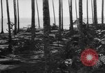 Image of 8th Fighter Group Leyte Philippines, 1944, second 10 stock footage video 65675068918