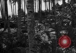 Image of 8th Fighter Group Leyte Philippines, 1944, second 21 stock footage video 65675068918