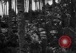 Image of 8th Fighter Group Leyte Philippines, 1944, second 22 stock footage video 65675068918