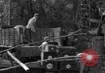 Standbild 8th Fighter Group Insel Morotai Indonesien, 1944, aus Sekunde 18 historischem Filmmaterial Videoclip 65675068919