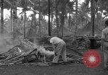 Standbild 8th Fighter Group Insel Morotai Indonesien, 1944, aus Sekunde 30 historischem Filmmaterial Videoclip 65675068919
