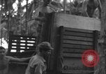 Image of 8th Fighter Group Morotai Island Indonesia, 1944, second 27 stock footage video 65675068921