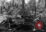 Image of 8th Fighter Group Morotai Island Indonesia, 1944, second 40 stock footage video 65675068921