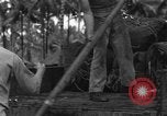 Immagine di 8° Fighter Group Morotai Island Indonesia, 1944, secondo 37 filmato di repertorio 65675068922