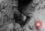 Image of Operation Junction City South Vietnam, 1967, second 56 stock footage video 65675068940