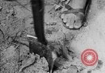 Image of Operation Junction City South Vietnam, 1967, second 58 stock footage video 65675068940