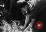 Immagine di Operazione Junction City Vietnam del Sud, 1967, secondo 38 filmato di repertorio 65675068944