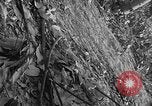 Image of Operation Junction City South Vietnam, 1967, second 5 stock footage video 65675068950