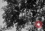 Image of Operation Junction City South Vietnam, 1967, second 37 stock footage video 65675068950