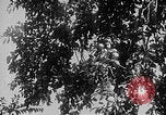 Image of Operation Junction City South Vietnam, 1967, second 38 stock footage video 65675068950