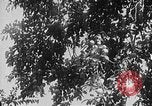 Image of Operation Junction City South Vietnam, 1967, second 39 stock footage video 65675068950