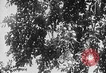 Image of Operation Junction City South Vietnam, 1967, second 40 stock footage video 65675068950